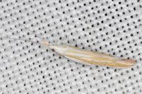 Coleophora oriolella