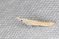 Coleophora oriolella