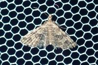 Alucita hexadactyla