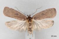 Agonopterix scopariella