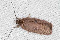 Agonopterix scopariella