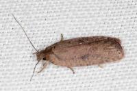 Agonopterix scopariella