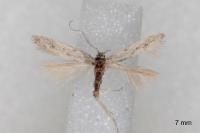 Huemeria campicolella campicolella