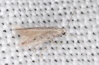 Huemeria campicolella campicolella
