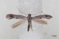 Tinagma ocnerostomella