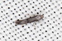 Tinagma ocnerostomella