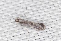 Tinagma ocnerostomella