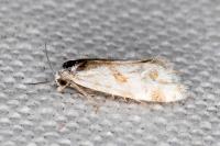 Aethes languidana