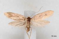 Agnoea langohri