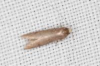 Agnoea langohri