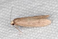 Agnoea langohri
