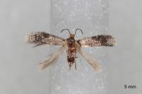 Glaucolepis stoechadella