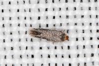 Glaucolepis stoechadella