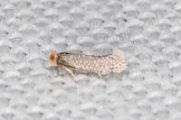 Glaucolepis stoechadella