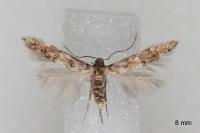 Sorhagenia rhamniella