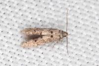 Sorhagenia rhamniella