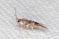 Sorhagenia rhamniella