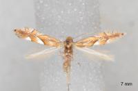 Phyllonorycter belotella
