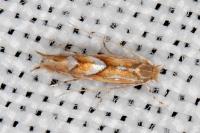 Phyllonorycter belotella