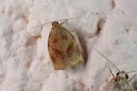 Archips rosana