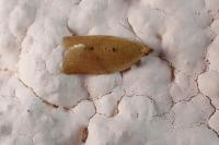 Clepsis consimilana