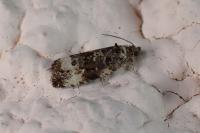 Endothenia