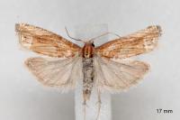 Eucosma cana