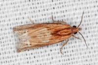 Eucosma cana