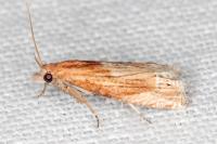 Eucosma cana