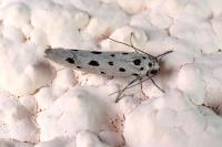 Ethmia dodecea