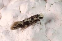 Infurcitinea