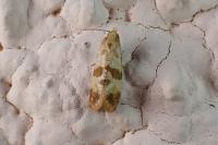 Phalonidia contractana