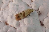 Phalonidia contractana