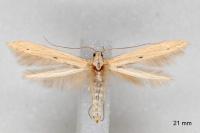 Batrachedra enormis