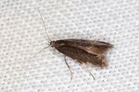 Oxypteryx atrella