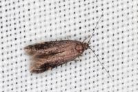 Oxypteryx atrella