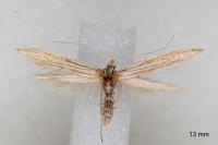 Coleophora calycotomella