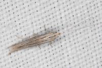 Coleophora calycotomella