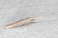 Coleophora calycotomella