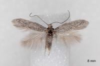 Urodeta hibernella