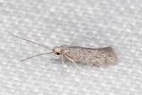 Urodeta hibernella