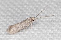 Urodeta hibernella