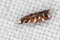 Vulcaniella fiordalisa