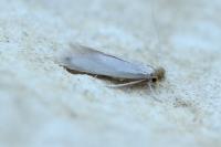 Ischnoscia borreonella