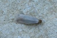 Ischnoscia borreonella