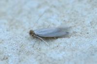 Ischnoscia borreonella