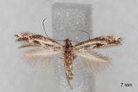 Bucculatrix chrysanthemella