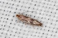 Bucculatrix chrysanthemella