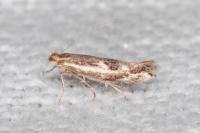 Bucculatrix chrysanthemella