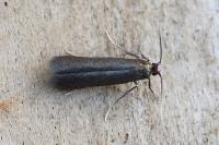 Coptotriche angusticollella